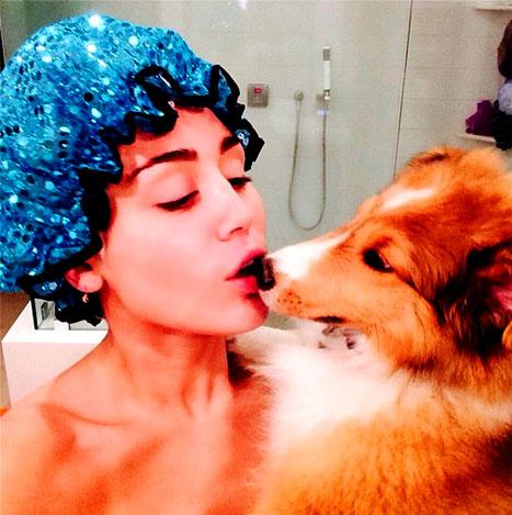 Майли Сайрус нохойнд нугасгүй